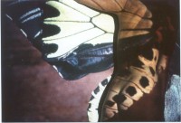 /album/metamorfose/foto-o-jpg/